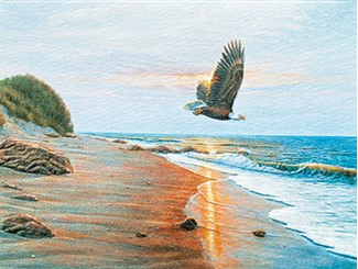 325x245 Free Bird Bald Eagle Sympathy Note Cards - Free Bird Painting