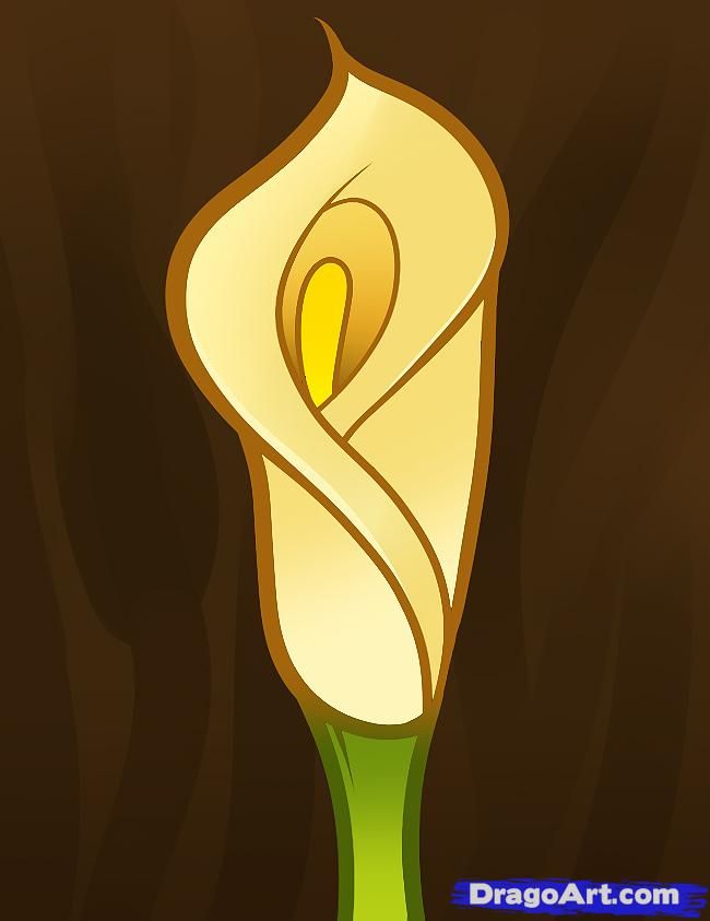 650x843 How To Draw A Lily Kids, Calla Lily, Step By Step, Flowers - Free Online Painting For Kids