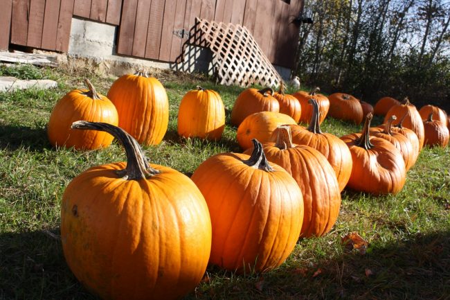 650x433 Big Rapids Township Fire Department To Host Pumpkin Painting - Free Pumpkin Painting