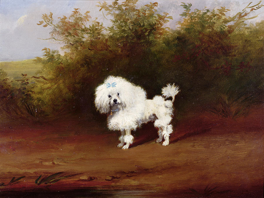 900x675 A Toy Poodle In A Landscape Painting By Frederick French - French Poodle Painting