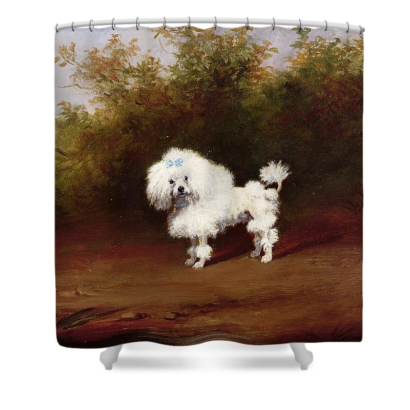 800x800 A Toy Poodle In A Landscape Shower Curtain For Sale By Frederick - French Poodle Painting