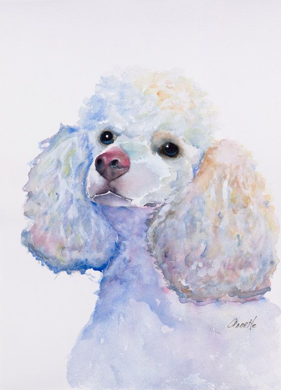 570x792 Poodle Watercolor Painting, Poodle Print, White Poodle Painting - French Poodle Painting