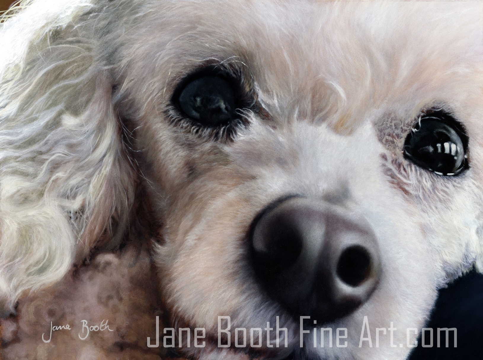 1630x1217 Dogs Jane Booth Fine Art Paintings - French Poodle Painting
