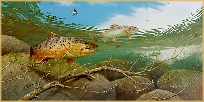 650x324 Fred W. Thomas - Freshwater Fish Painting
