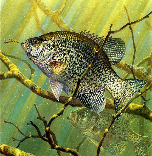 500x511 Underwater Game Fishrtmp Fly Fishing Scenes. Painting By Mark - Freshwater Fish Painting