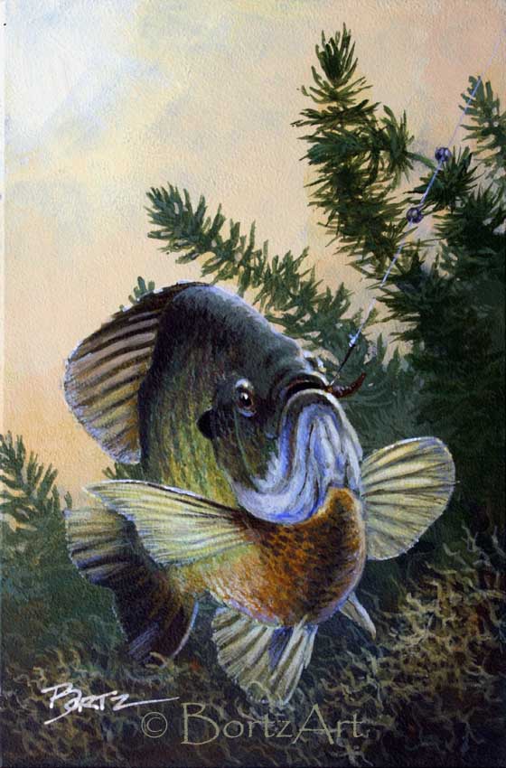 560x850 Bortzart July 2010 - Freshwater Fish Painting
