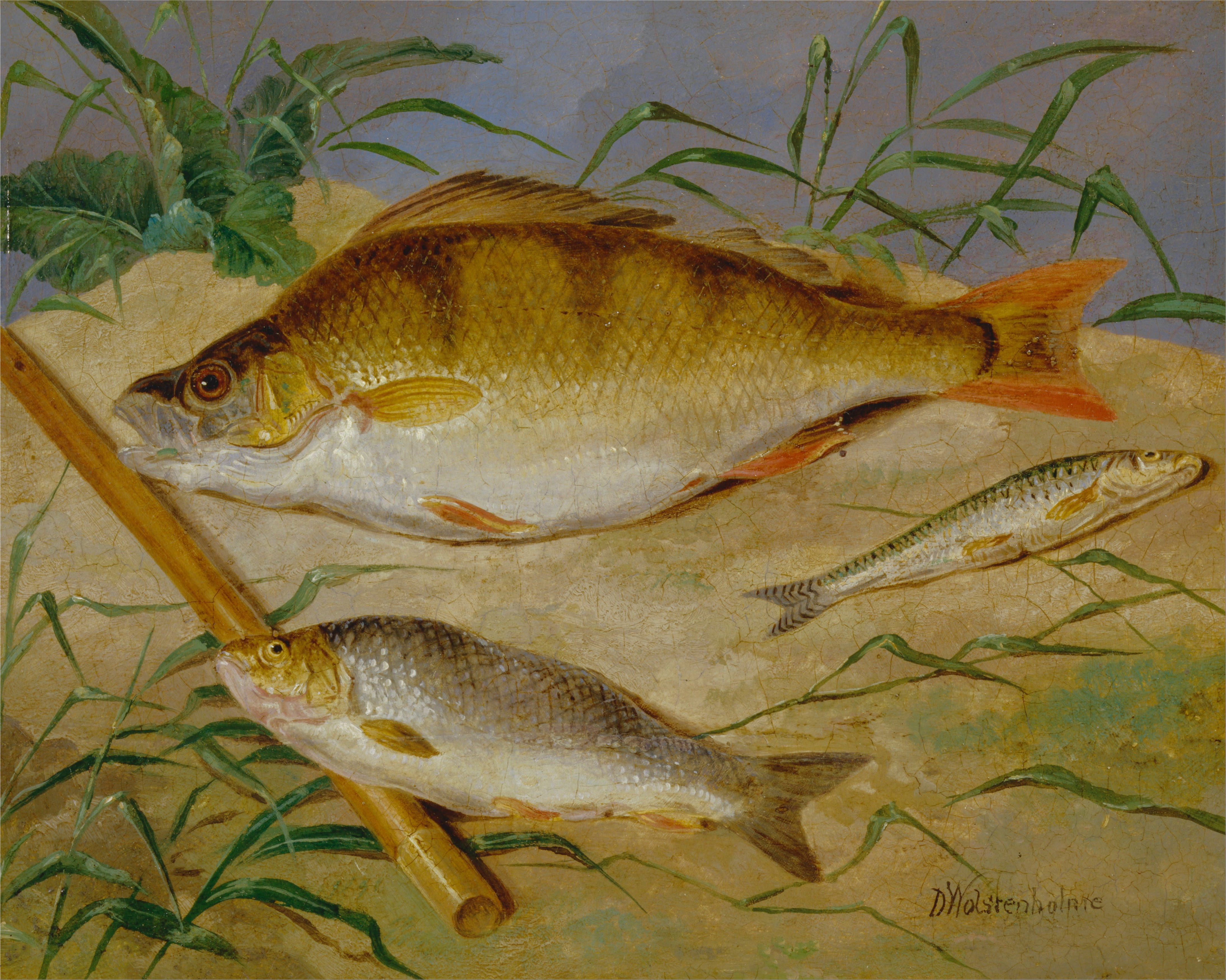 4382x3505 Filedean Wolstenholme - Freshwater Fish Painting