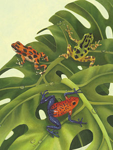 225x300 Rainforest Frog Paintings Fine Art America - Frog Painting