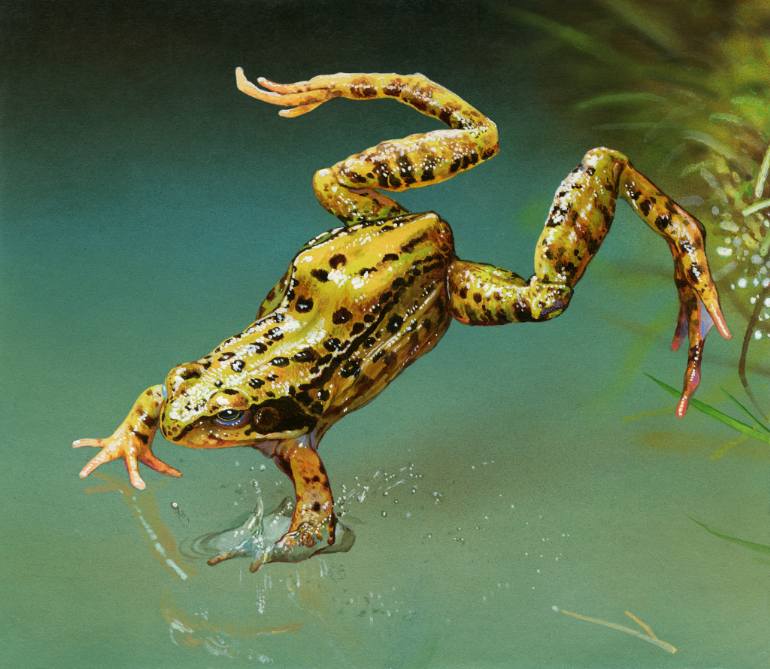 770x669 Saatchi Art Pool Frog Painting By Artur Lobus - Frog Painting
