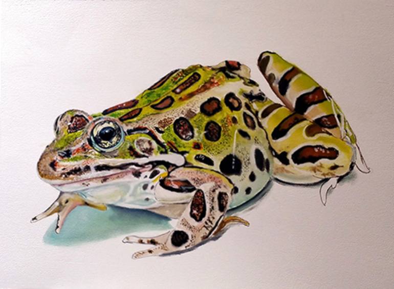 770x565 Saatchi Art Study Of A Frog Painting By Daniel Magidson - Frog Painting
