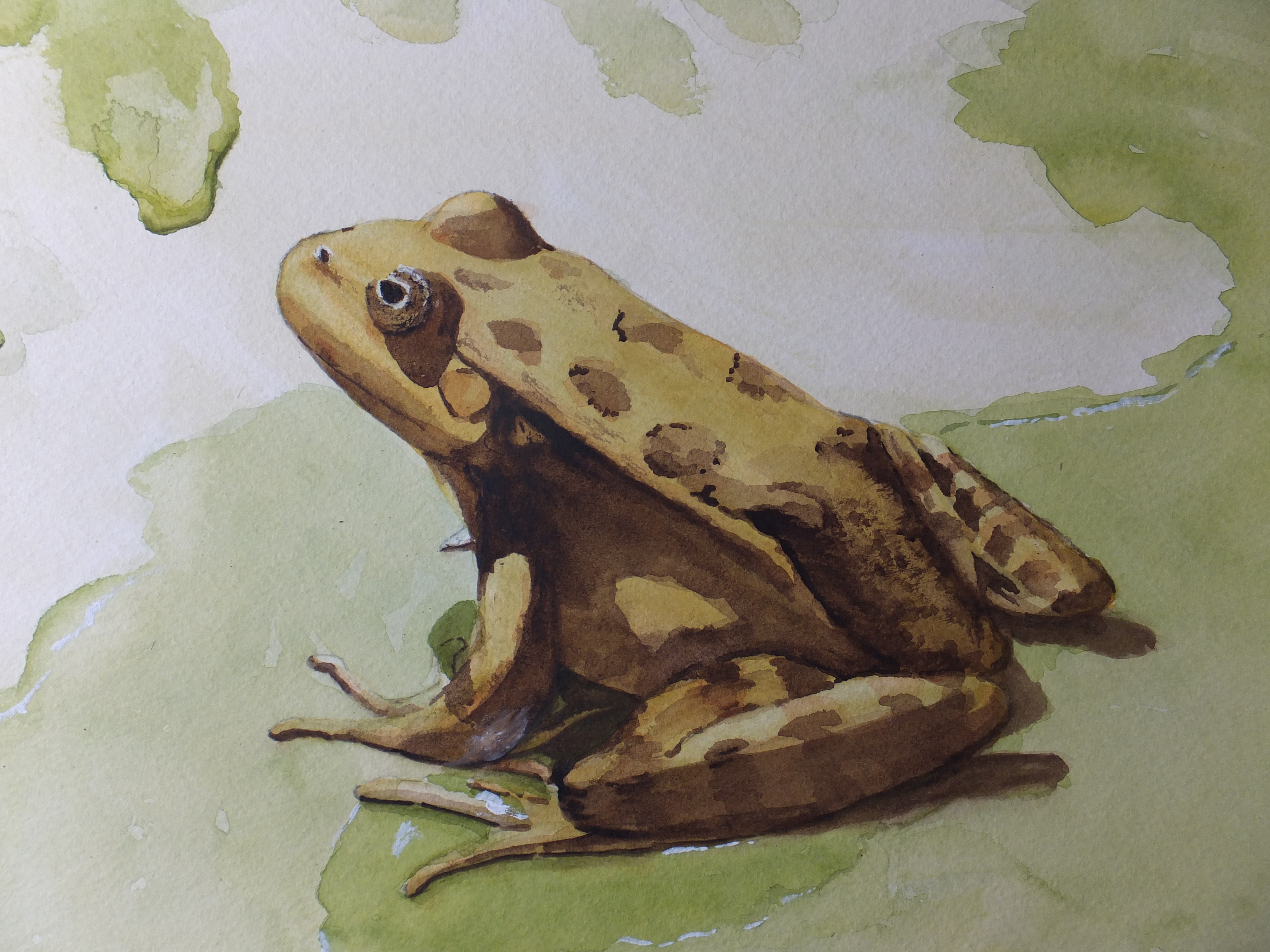 4608x3456 The Little Frog Painting Finished Offtoafineart - Frog Painting