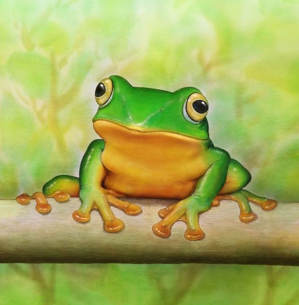 588x600 Frog Painting By Amy Fan - Frog Painting