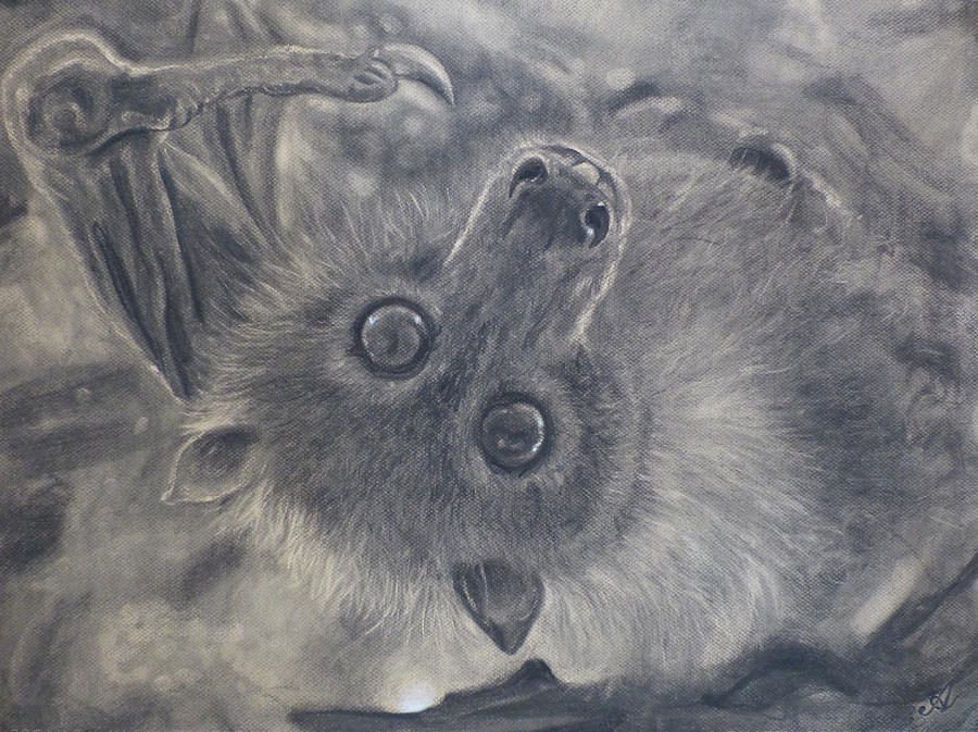 900x673 Fruit Bat Painting By Adrienne Martino - Fruit Bat Painting