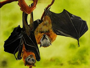 300x227 Fruit Bats Paintings Fine Art America - Fruit Bat Painting