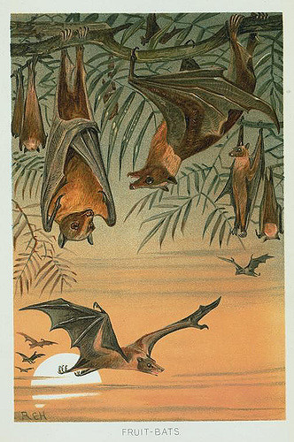 332x500 Animal Bat Group Fruit Bats Vintageprintable - Fruit Bat Painting