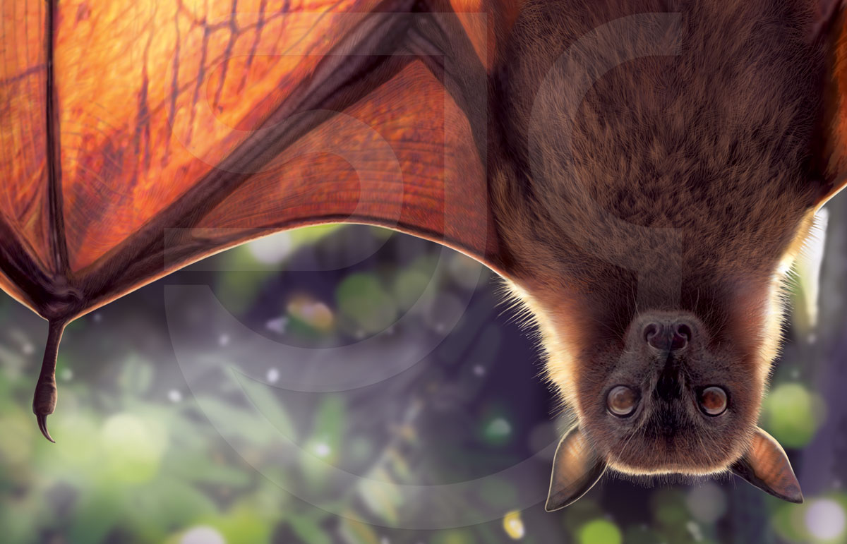 1200x771 Giant Golden Crowned Flying Fox Bat Wildlife Painting - Fruit Bat Painting
