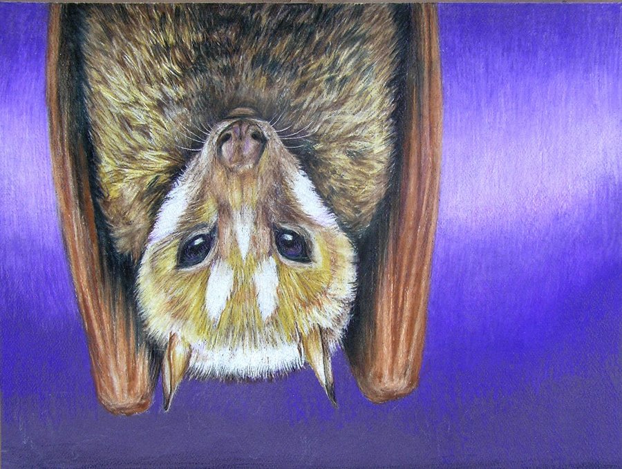 900x679 Mindoro Bat By Afiriti - Fruit Bat Painting