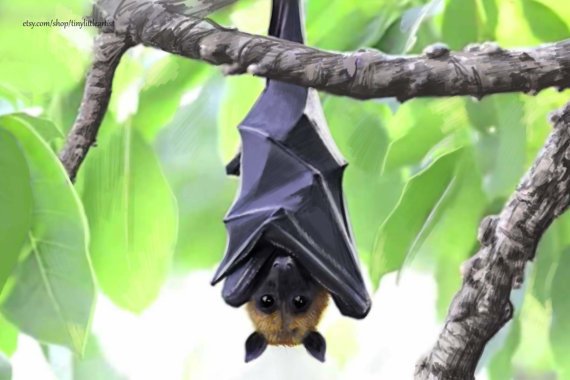 Fruit Bat Painting at PaintingValley.com | Explore collection of Fruit ...