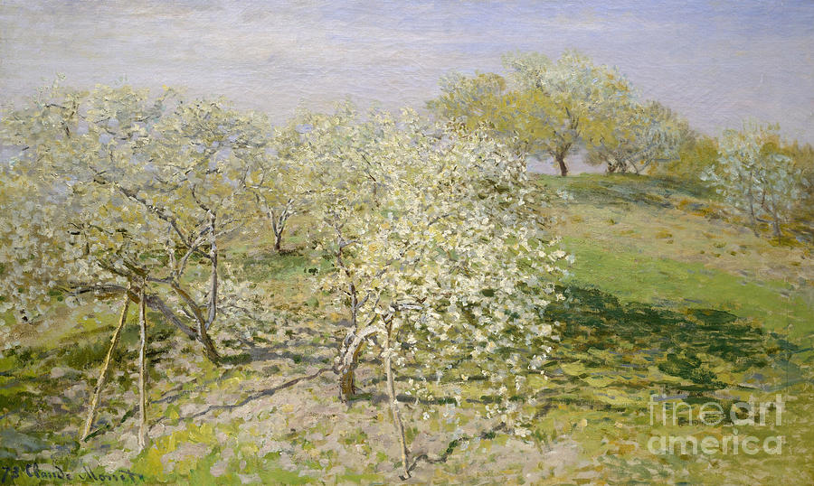 900x538 Spring, Fruit Trees In Bloom, 1873 Painting By Claude Monet - Fruit Tree Painting