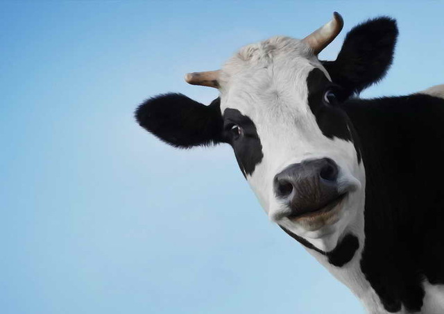 640x452 Modern Decor Art Wall Animal Funny Cowhead On Blue Background Oil - Funny Cow Painting