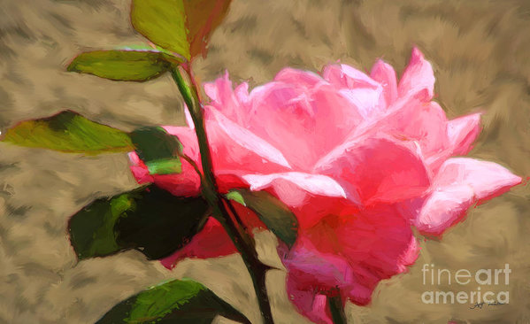 599x366 Pink Rose Oil Painting Art Print By Heinz G Mielke - G Rose Painting