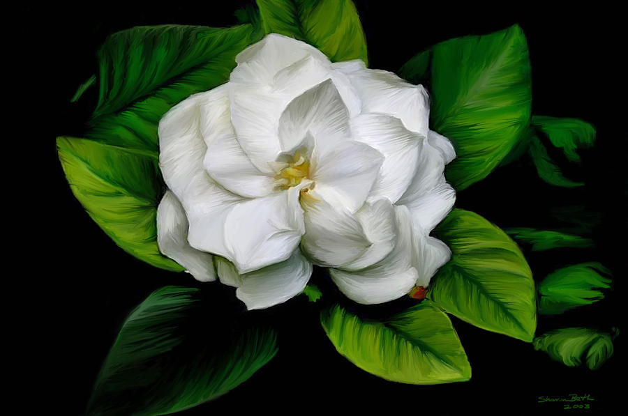 900x597 Gardenia Painting By Sharon Beth - Gardenia Flower Painting