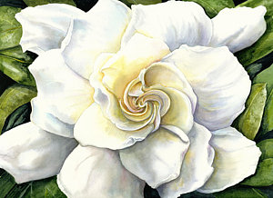 300x218 Gardenia Paintings Fine Art America - Gardenia Flower Painting