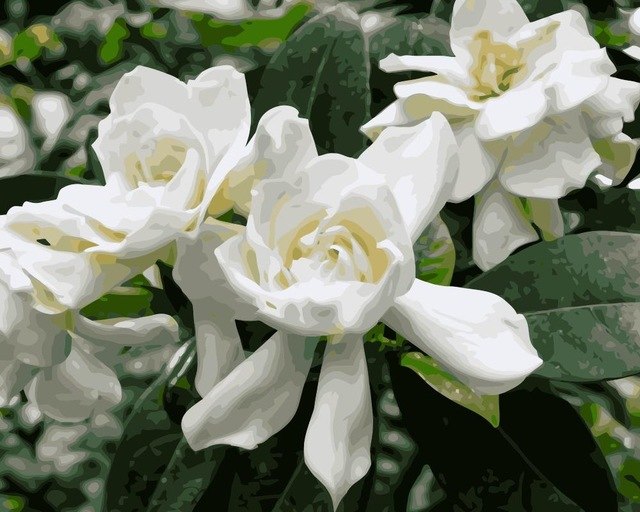 640x512 Mahuaf I922 Pure Gardenia Painting By Numbers Flowers Diy Oil - Gardenia Flower Painting