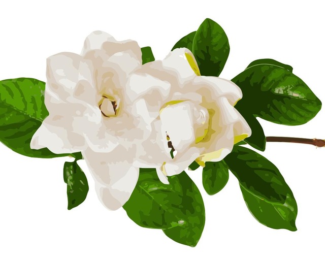 640x512 Mahuaf I919 Pure Gardenia Painting By Numbers Flowers Diy Oil - Gardenia Painting