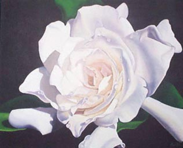 640x516 Marge Hall Artwork Dew Drop Gardenia Original Painting Oil - Gardenia Painting