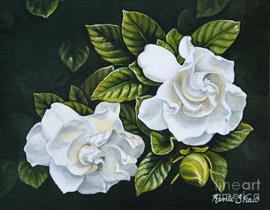 900x700 White Gardenia Painting By Renee Shaw - Gardenia Painting