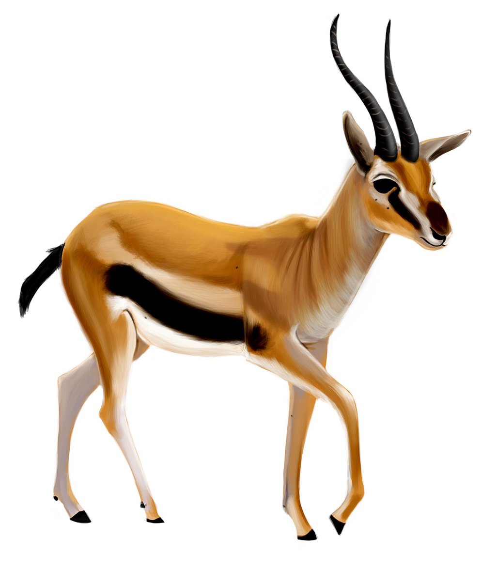 1024x1174 Gazelle By Designer 27 - Gazelle Painting