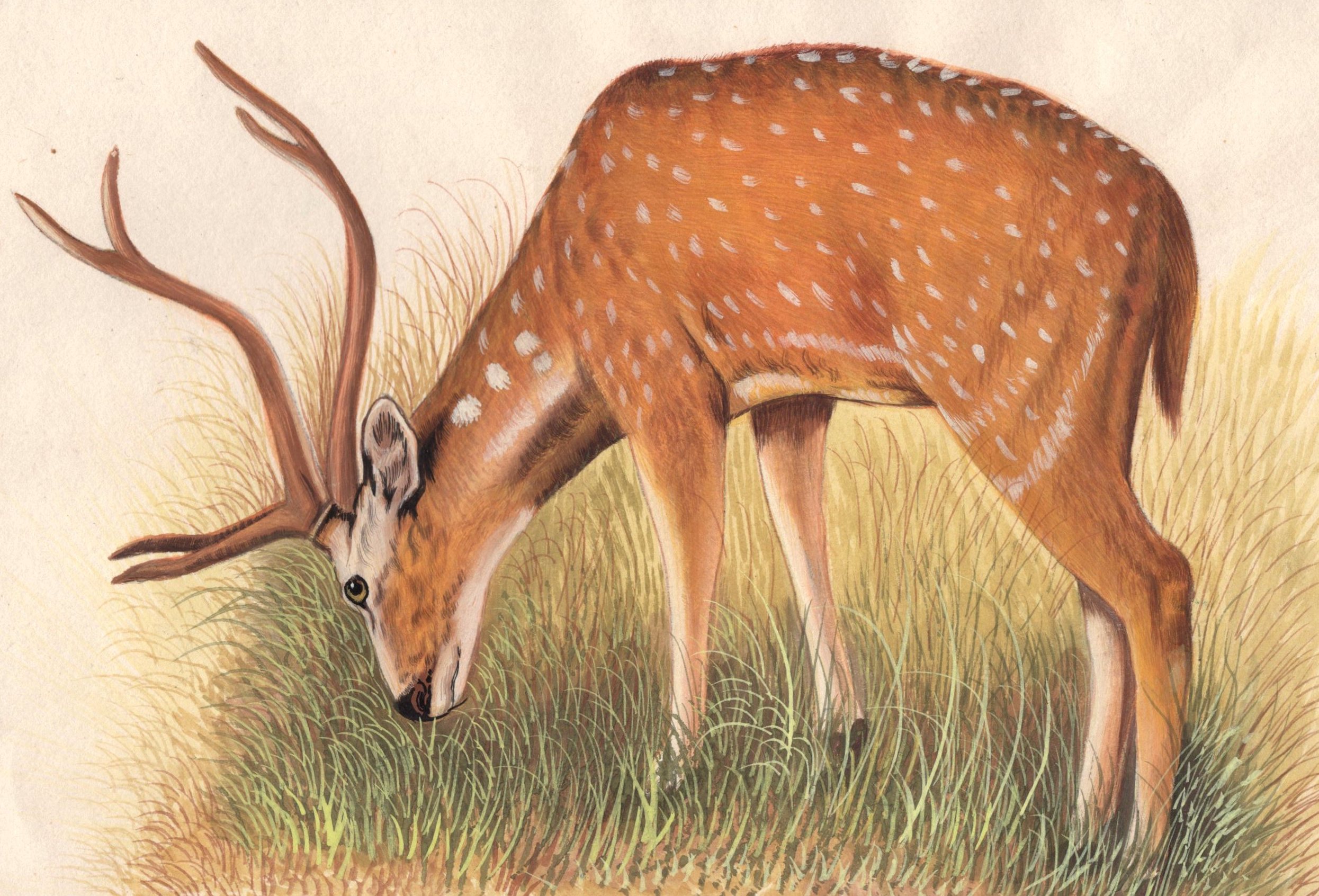 2491x1692 Indian Deer Painting Hand Painted Charming Wildlife Ethnic Animal - Gazelle Painting