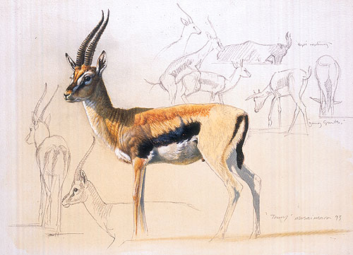 500x361 Painting - Gazelle Painting