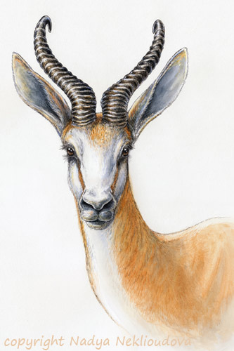 333x500 Springbok Portrait - Gazelle Painting