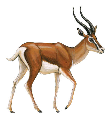 422x450 Stock Illustration - Gazelle Painting