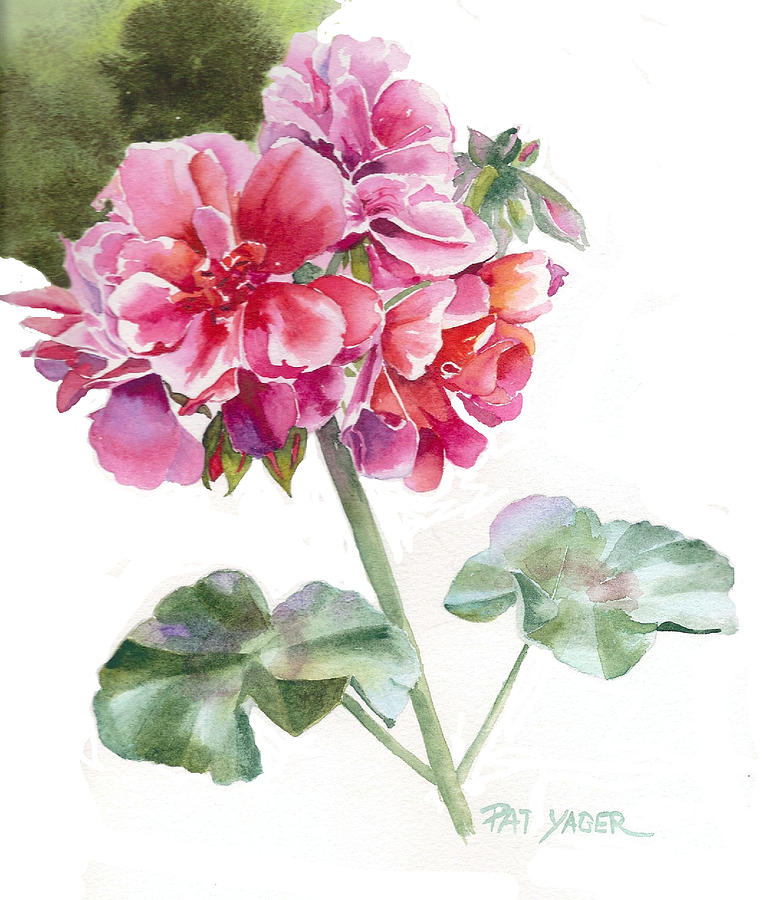 776x900 Ivy Geranium Molina Painting By Pat Yager - Geranium Painting