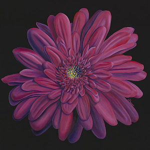 300x300 Gerber Daisy Painting By Kerri Meehan - Gerber Daisy Painting