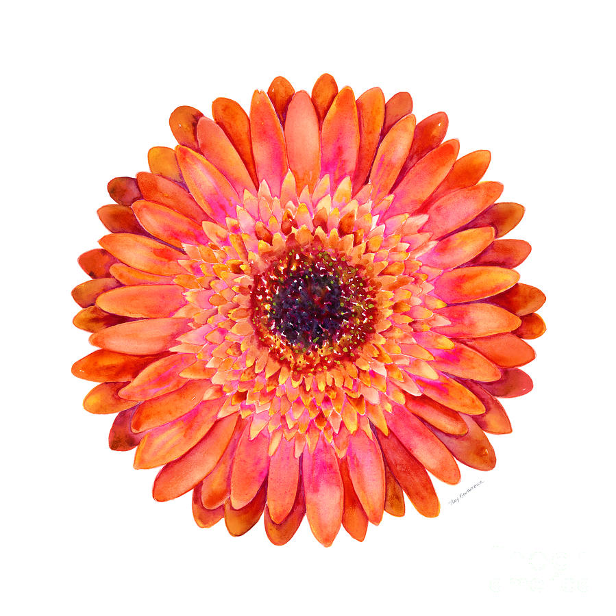 899x900 Orange Gerbera Daisy Painting By Amy Kirkpatrick - Gerber Daisy Painting