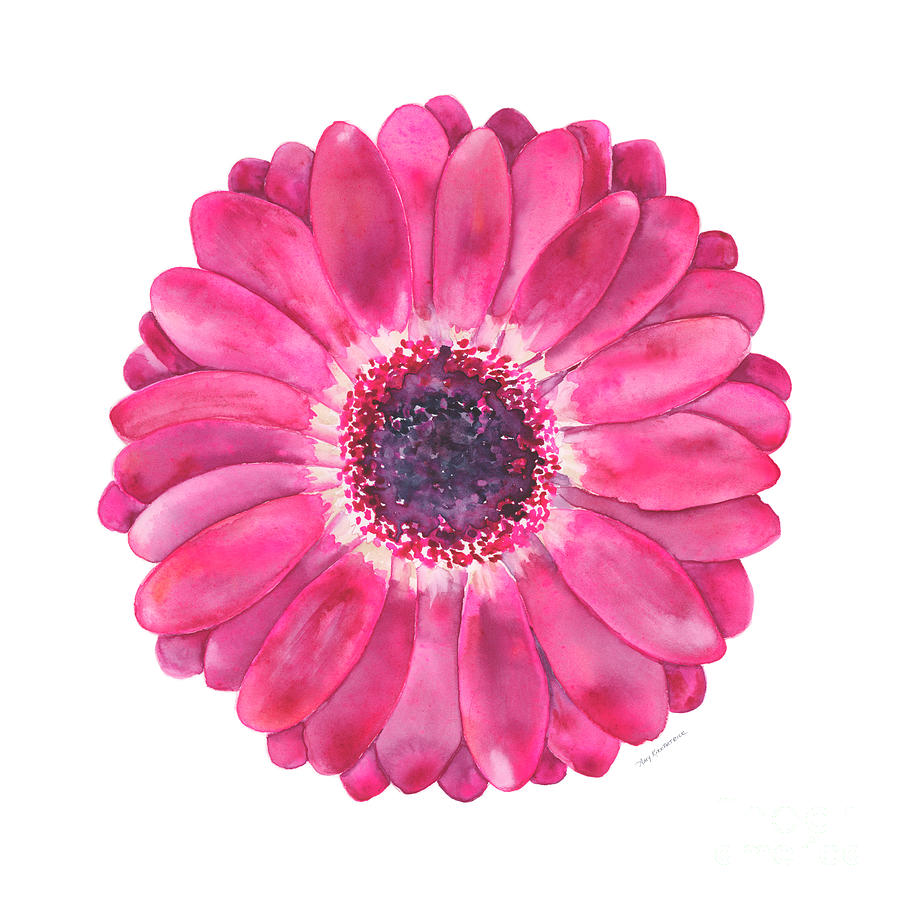 899x900 Magenta Gerbera Daisy Painting By Amy Kirkpatrick - Gerbera Daisy Painting