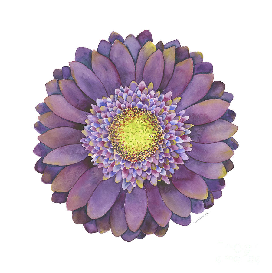 899x900 Purple Gerbera Daisy Painting By Amy Kirkpatrick - Gerbera Daisy Painting