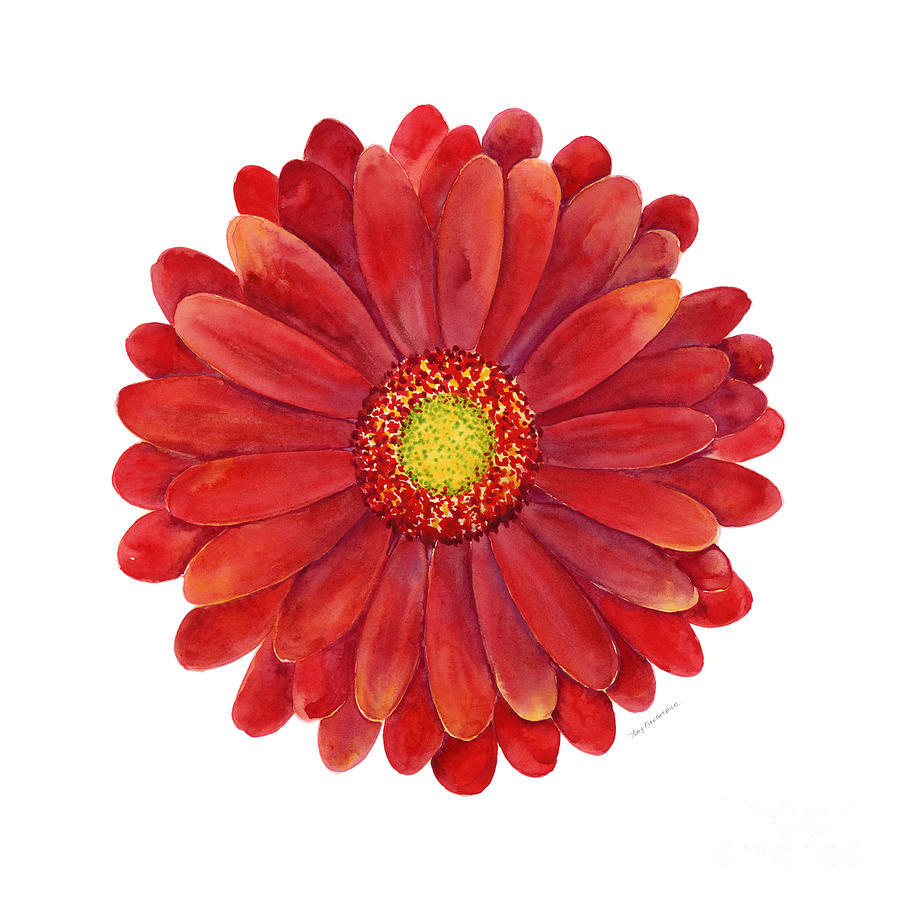 899x900 Red Gerbera Daisy Painting By Amy Kirkpatrick - Gerbera Daisy Painting