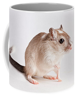256x320 Gerbils Coffee Mugs Fine Art America - Gerbil Painting
