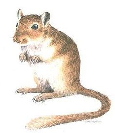 236x272 Looks Like My Mal - Gerbil Painting