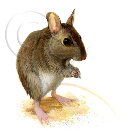 492x499 The Smalleat Kingdom - Gerbil Painting