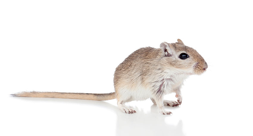 850x457 Where Should I Put My Gerbil Cage Housing Gerbils Gerbils - Gerbil Painting