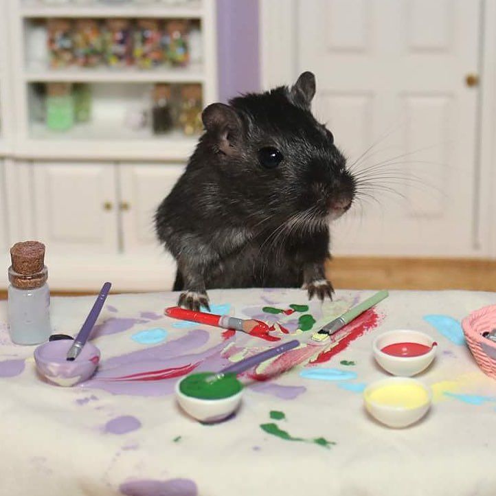 722x722 Who Made This Big Mess - Gerbil Painting