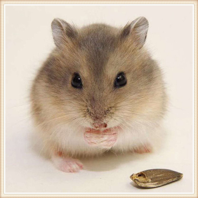 640x639 Diamond Embroidery Painting 5d Full Diamond Mosaic Cross Stitch - Gerbil Painting