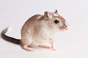 300x200 Gerbil Art Fine Art America - Gerbil Painting