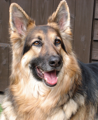 393x480 German Shepherd Picture Dog Artists - German Shepherd Dog Painting